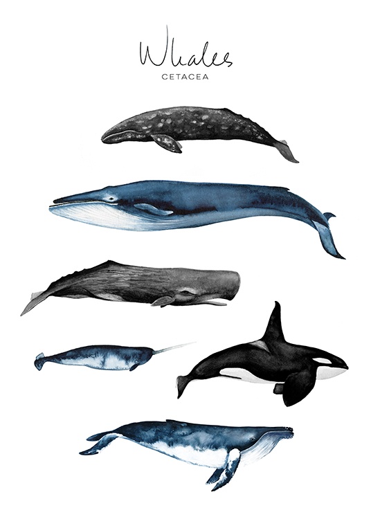 Whales Poster / Posters pour enfants chez Desenio AB (8989)